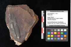 Foto (Objekt + Etikett) von Plantae indet. (NHMW-GEO-2024-0188-0819a)